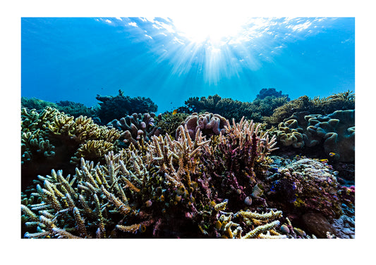 Sunrays fall across a pristine reef of Staghorn Coral and a soft coral shaped like a toadstool. Friwinbonda Island, Raja Ampat, Indonesia.