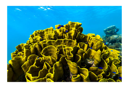 The twisted and wave-like folds of an enormous Vase Coral colony emerging from the ocean floor in a tropical reef. Fergusson Island, D'Entrecasteaux Islands, Papua New Guinea.