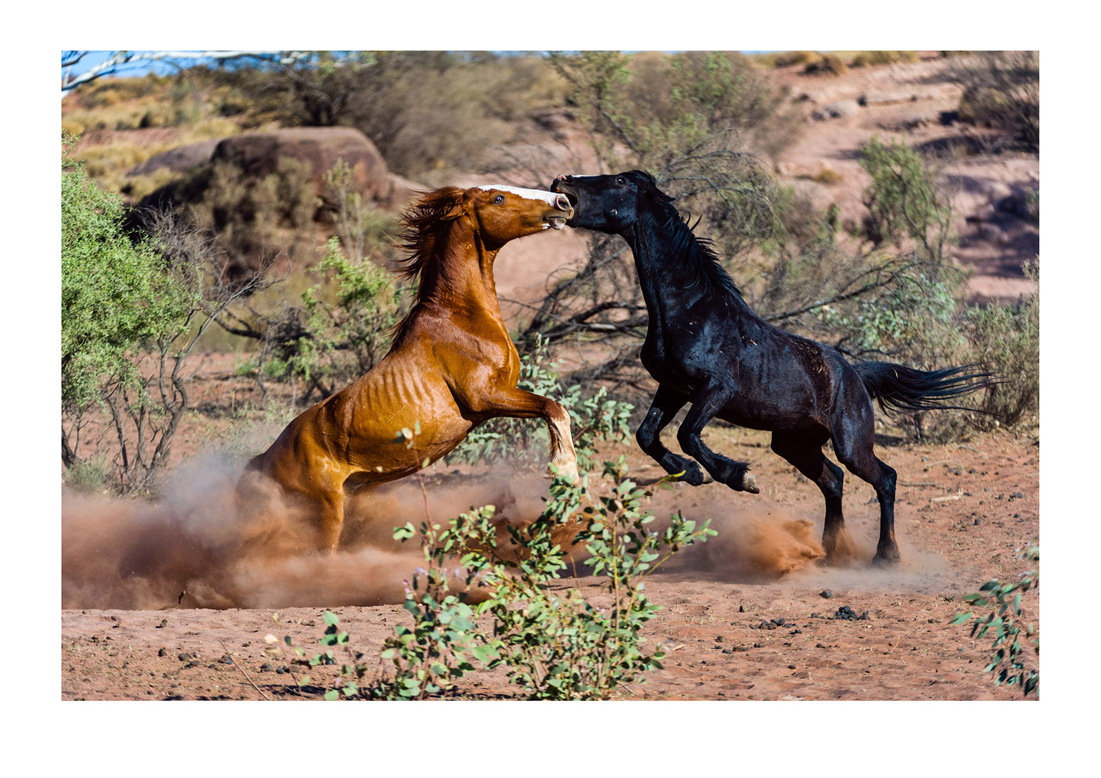 A pair of wild horse stallions known as a brumby's fighting in the desert. Namatjira, Gilbert Spings, Northern Territory, Australia