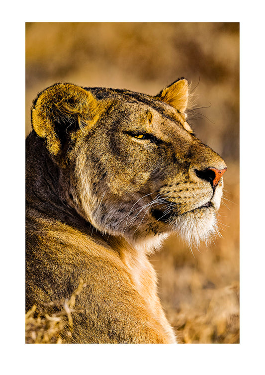 A lioness gazes into the setting sun as her pride rises from the heat of the day to hunt. A wildebeest herd moved nearby alert watching the large cat watch them. Ngorongoro Conservation Area, Tanzania.