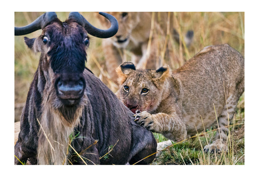 A young lion cub tackles a terrified wildebeest during the Great Migration. Serengeti National Park, Tanzania.