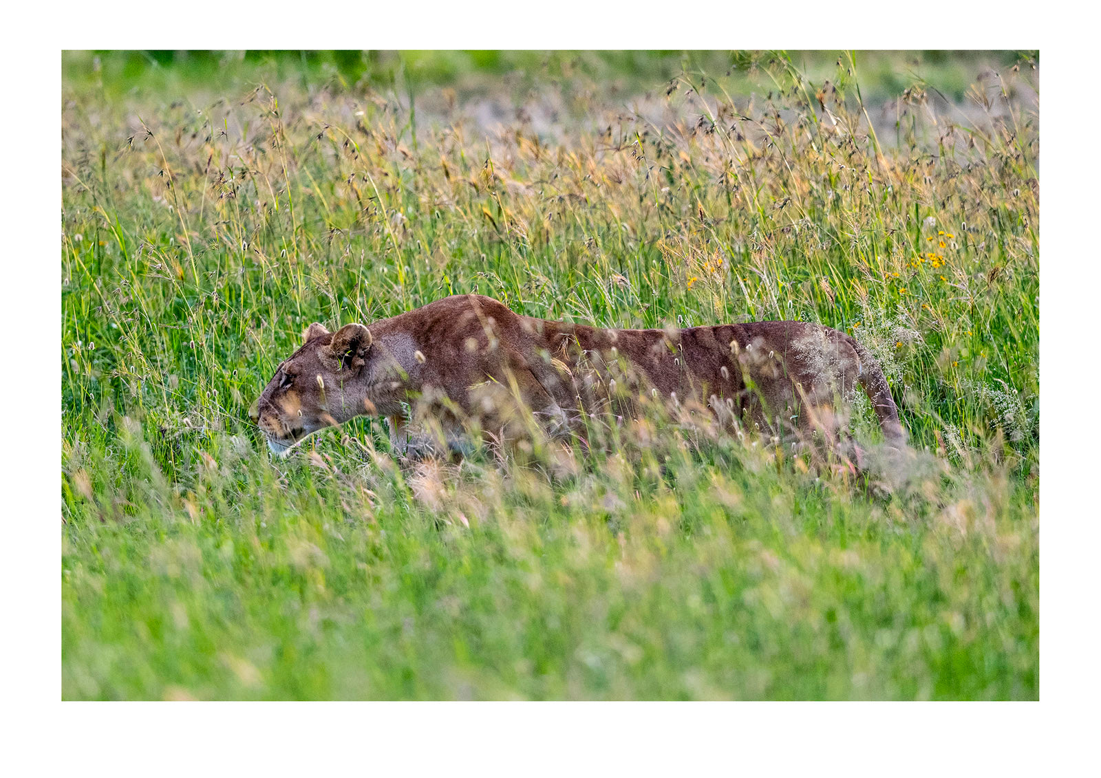 An African lioness stalking prey on the hunt on the vast savannah plain through tall grass. Serengeti National Park, Tanzania