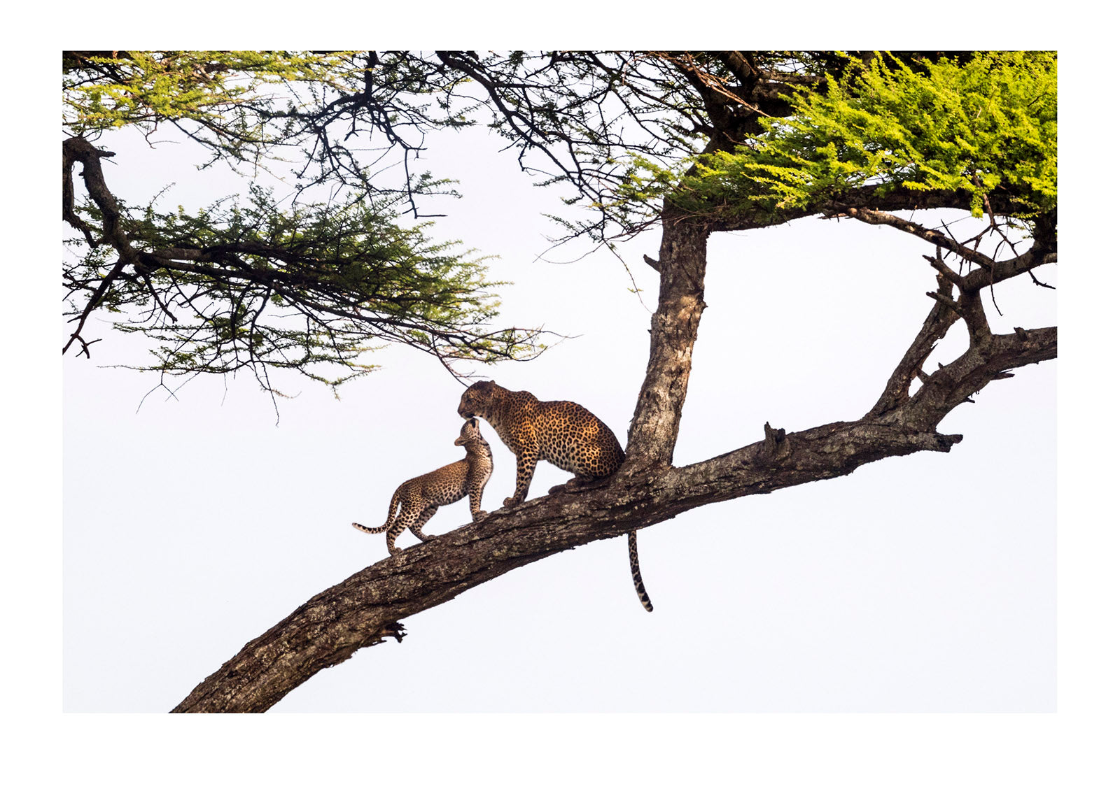 A Leopard cub ascends an acacia tree to greet it's mother on a branch overlooking the savannah. Serengeti National Park, Tanzania