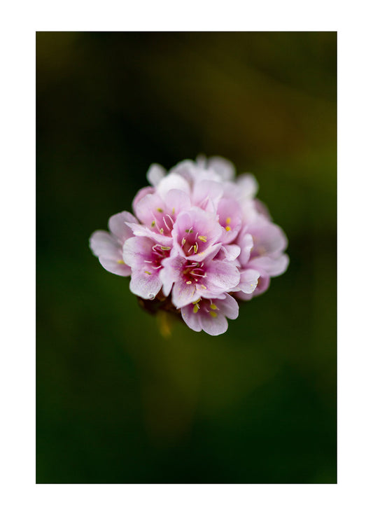 A delicate pink flower emerges from the shadows on a remote arctic island.  Iceland. 