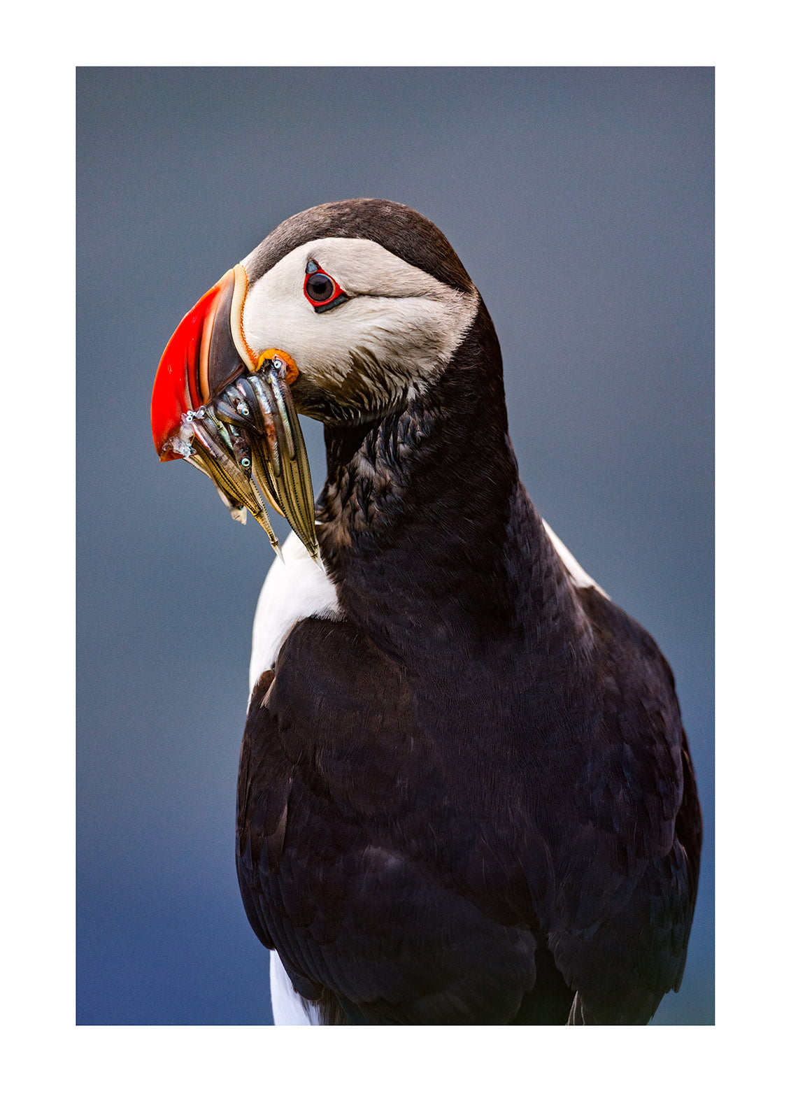 Atlantic Puffin with Sandeels. Their small wings seem ill-equipped for flight and beat up to 400x per minute, but they are excellent swimmers with a flying technique underwater. It's hard not to love puffins I mean who doesn't love puffins!  Iceland.