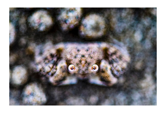 The eyes of a dimunitve Sand Bubbler Crab resting among the balls of sand it filters for food. Daintree Rainforest, Far North Queensland, Australia.