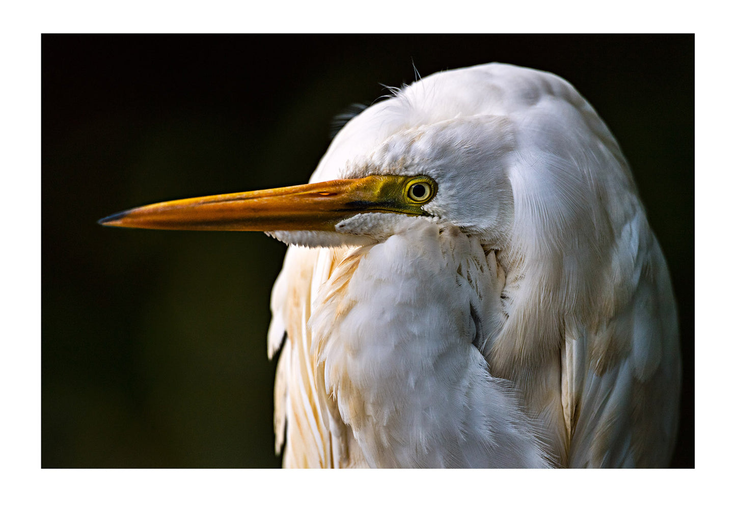 Egrets are wonderful to photograph, always taking on interesting postures shaping the light around their elongated form. In this scene I metered off the birds feathers and then deliberately underexposed the scene. This maintained feather detail and helped deepen the shadows isolating the bird from it’s background.