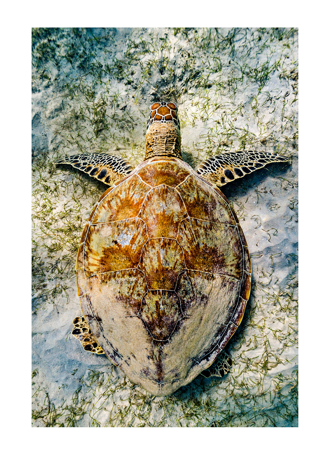 Sleep. A dusting of sand lies across the carapace of a sea turtle napping on the ocean floor. The mosaic of its shell blends in with the sand and surrounding sea grass. A dance of sunlight filters down from the shallow surface.  Lizard Island National Park, Great Barrier Reef, Queensland, Australia.