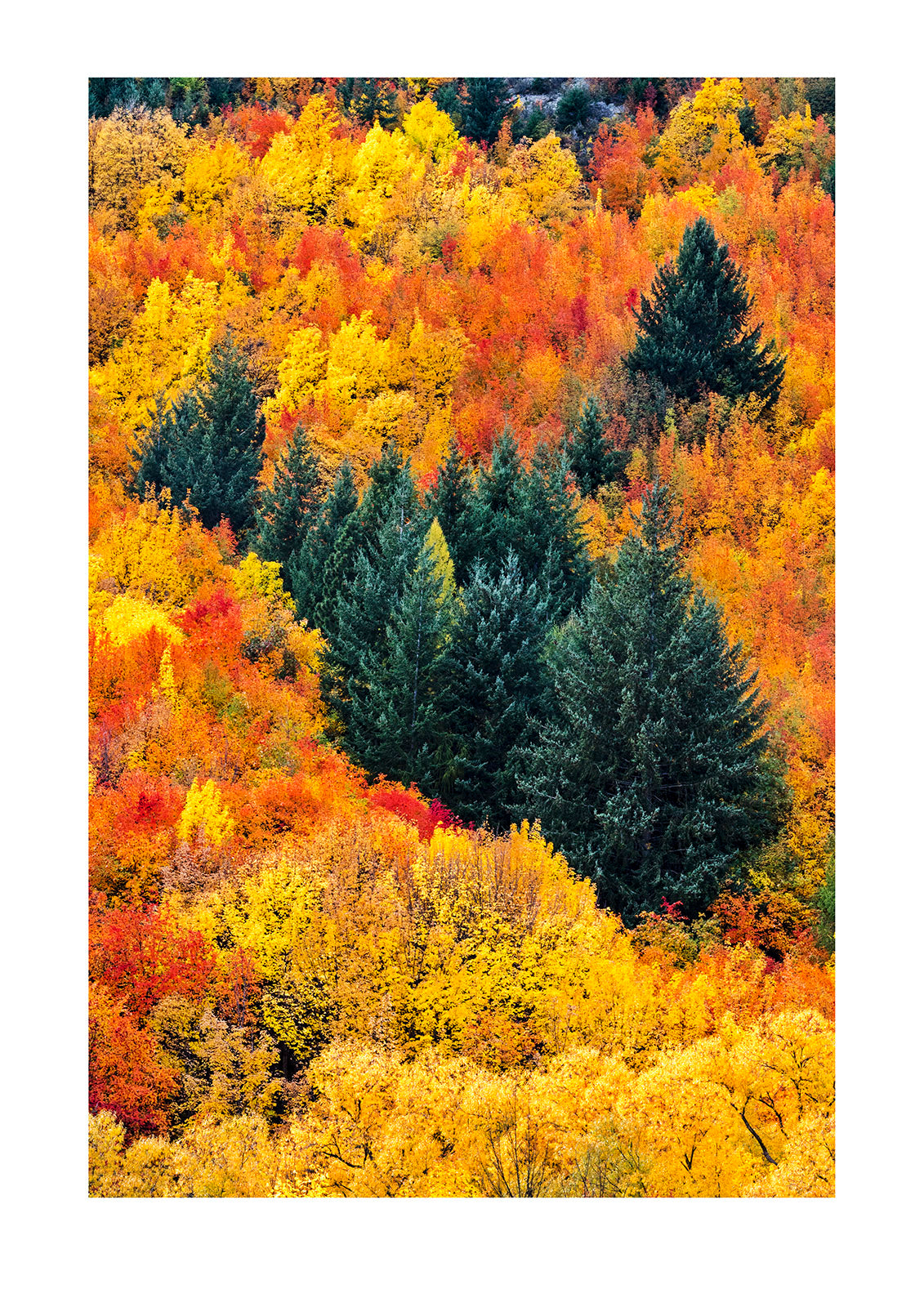 As the days of summer shorten, deciduous forests display a flamboyant palette of yellows, reds and ochre. It's a time of peace before the winter storms and snow arrive. New Zealand.