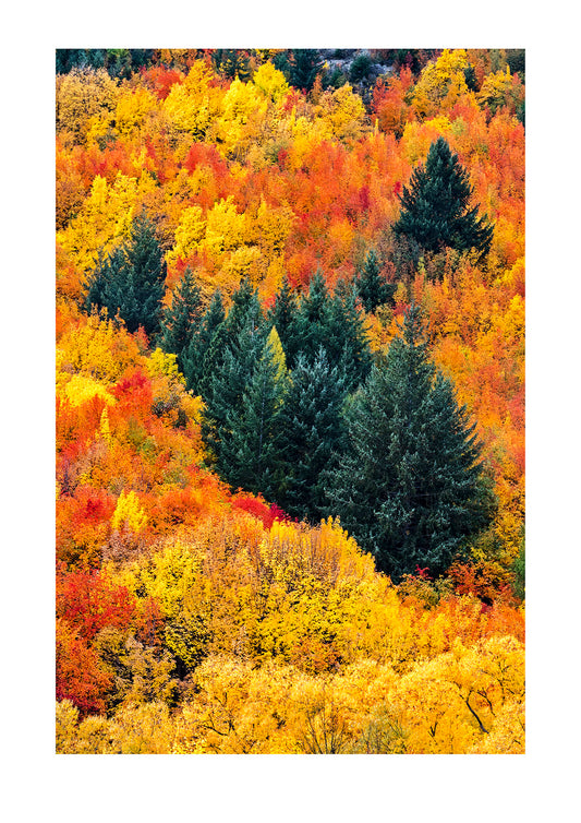 As the days of summer shorten, deciduous forests display a flamboyant palette of yellows, reds and ochre. It's a time of peace before the winter storms and snow arrive. New Zealand.