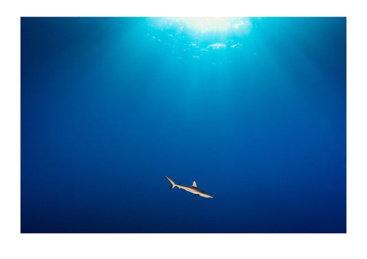 A Reef Shark glides through god rays in the remote Tuamotu Islands. The catastrophic impact fishing is having on shark populations globally has resulted in nearly every species of shark being listed at some level of risk, from Near Threatened to Critically Endangered.