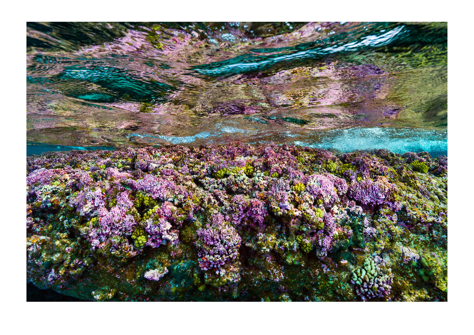 A bright pink coral reef garden resting in the crystal clear shallows of a tropical island. Niau Atoll, Tuamotu Archipelago, French Polynesia