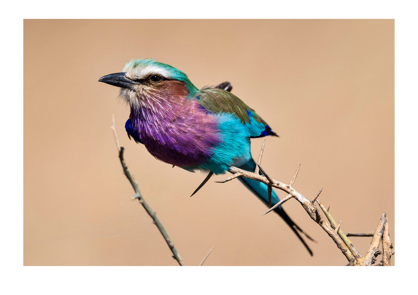 The vibrant and iridescent feather and plumage colors of a Lilac-breasted Roller perched on an acacia. Serengeti National Park, Tanzania