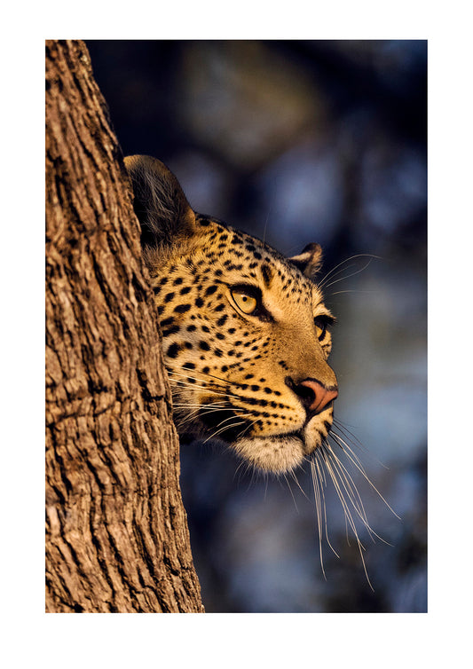 There are moments when the light sings and there is no one or nothing, in the frame to listen. There are also times when it all comes together. A female Leopard surveys a woodland at dawn from the fork of a tree. The dust and smoke laden dawn was so red and saturated I was lucky this occurred after the sun had risen a little above the horizon.