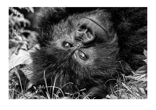 An endangered Mountain Gorilla, Gorilla beringei beringei, relaxing during the heat of the day with a smile. Volcanoes National Park, Rwanda