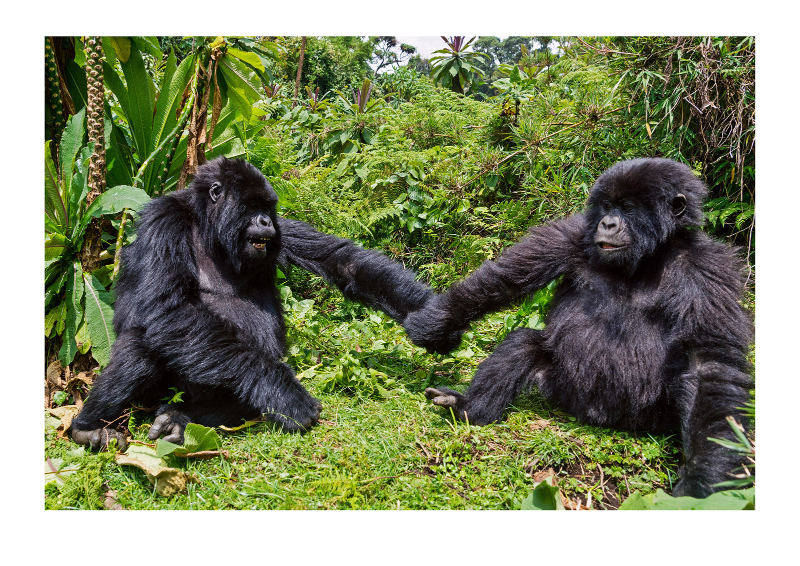 A pair of endangered Mountain Gorillas, Gorilla beringei beringei, wrestling, holding hands and bonding in the rainforest. Volcanoes National Park, Rwanda