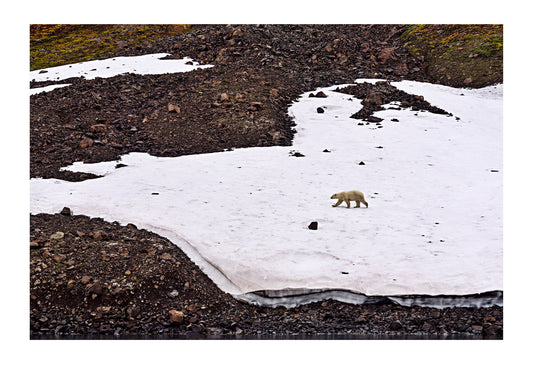 Polar Bear are apex predators have become what we call a keystone species. Biologists and conservationists often select a recognisable animal that a wider audience can relate too, in order to protect an ecosystem or to highlight existing or emerging threats and issues. Climate change is impacting the Arctic regions and Polar Bear are on the front line. Vikingbukt, Viking Bay, Vikingbukta, Scoresby Sound, Greenland.