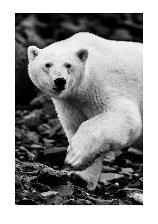 A Polar Bear foraging for food on the rocky slopes of a mountain in an arctic fjord. Vikingbukt, Viking Bay, Vikingbukta, Scoresby Sound, Greenland.