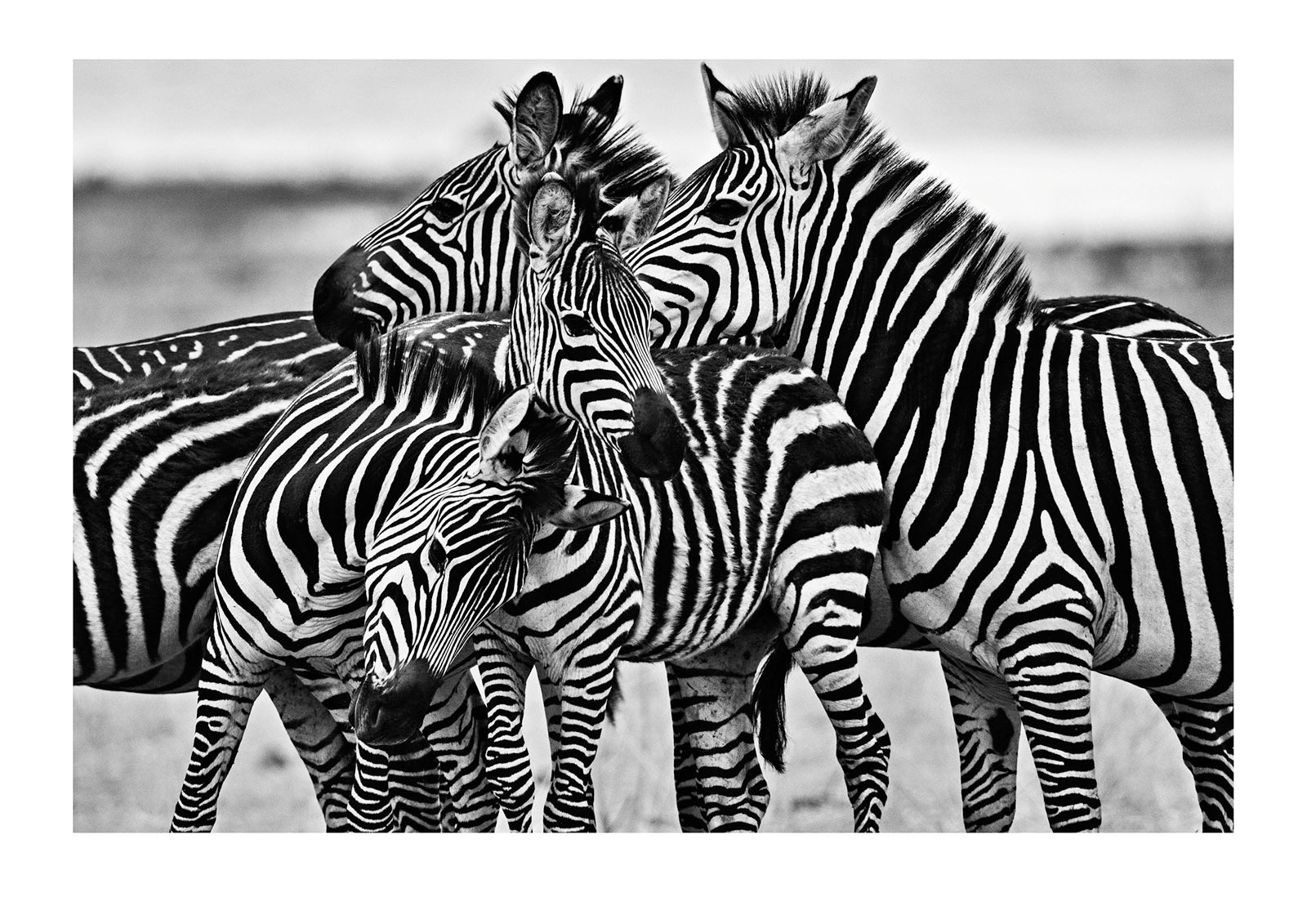 ZEBRA Photography Coffee Table Book: Zebra Photography Coffee Table Book:  40 Cute Images of these black and white equids- Perfect Gift for kids