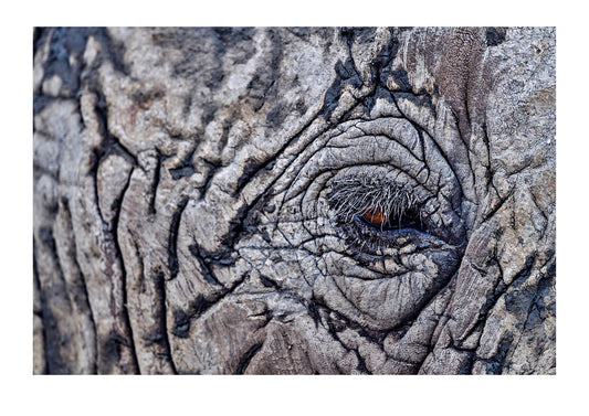 The not so subtle wrinkles and folds around the eye of this Elephant make for a wonderfully textured image. I always remind myself nature fills every void, and in the largest of mammals there would be other organisms living between those folds. Their entire existence and battle to reproduce occurring in the dark dirt-filled crevasses of age.