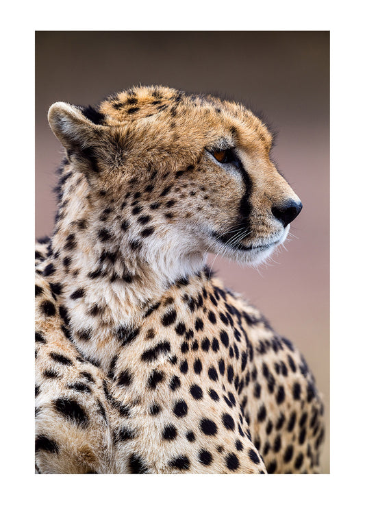 A Cheetah rose from the termite mound like a living sculpture having sacrificed power and strength for speed. Serengeti National Park, Tanzania.