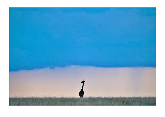 A dry season storm descends over the savannah and a solitary giraffe. It’s about pausing and assessing your composition, removing extraneous elements and anticipating changes if the scene is constantly changing. Creating the image you desire, in the camera, is the great joy of photography. Shoot like there is no safety net!