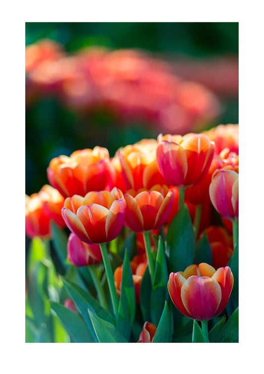 Freshly opened tulips are backlit by the morning sun. Melbourne, Victoria, Australia.