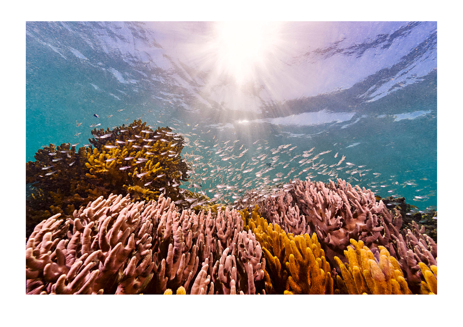 A shoal of diminutive Glass Fish dance in the shallows above colourful corals. Oblivious to the influences of humanity on their environment, they are nonetheless directly impacted by the decisions we make. Simultaneously there is a beauty in a sunlit aquatic ballet, whose performance is dictated by moon and tide.