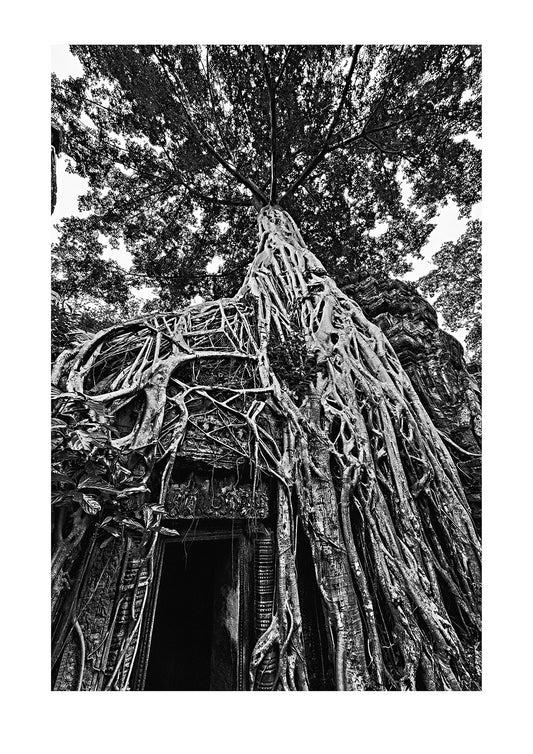 The roots of an enormous fig tree encase ancient ruins in Cambodia. The dense forests of this tropical country hide the secrets of past civilisations. Angkor Wat, Siem Reap, Cambodia.