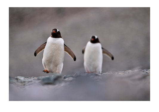 A pair of Gentoo Penguin descend a mountainside from their rookery to hunt for food for their respective chicks. Antarctic Peninsula, Antarctica.