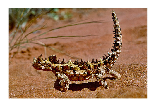 An Australian thorny devil with an erect tail moves across a sand dune South Australia.