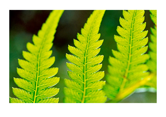 Delicate leaf vein patterns on king fern fronds. Bunyip State Forest, Victoria, Australia.