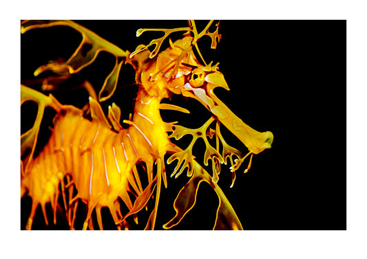 A diminutive Leafy Sea Dragon with delicate fins used for camouflage. Melbourne Aquarium, Victoria Australia.