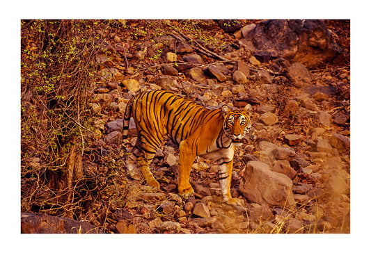 A camouflaged female Bengal Tiger stalks prey along a dry river bed. Ranthambhore National Park, India.