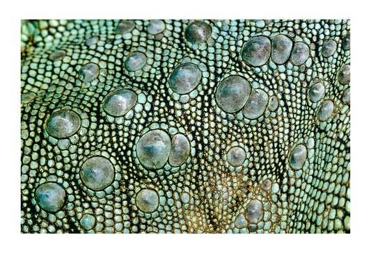 Closeup of the neck and green scales of a Green Iguana. Melbourne Zoo, Victoria, Australia