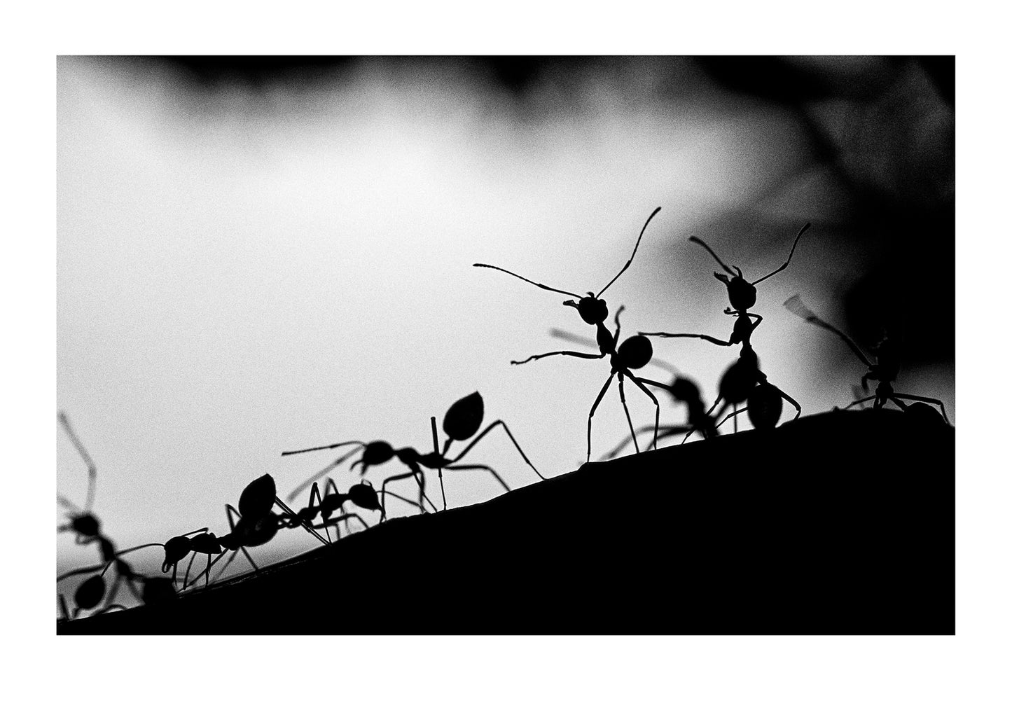 Green tree ants standing on hind legs defending their leaf colony. near Mission Beach far North Queensland, Australia. near Mission Beach far North Queensland, Australia.