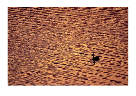 A great white pelican silhouetted on a lake shore at dawn. Lake Mutanda, Kisoro District, Uganda.