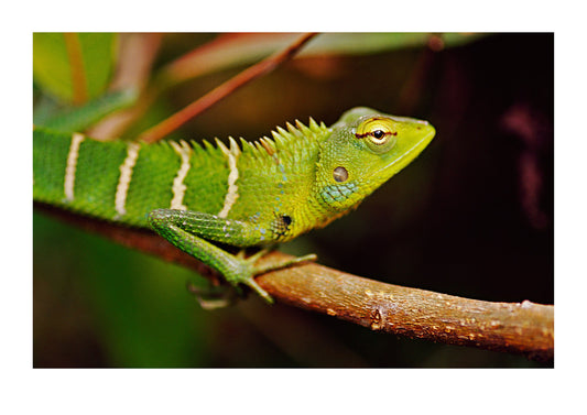 A southern green calotes hunting in a shrub canopy. near Minneriya National Park, Sri Lanka.