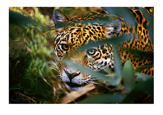 Jaguar (panthera onca), stalking, peers through leaves at the camera. Pantanal Swamps, Brazil.