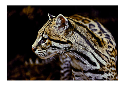 Profile portrait of an ocelot (Leopardus pardalis). Melbourne Zoo, Melbourne, Victoria, Australia.