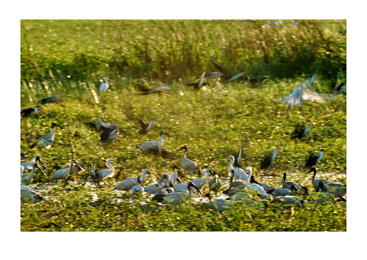 Flocks of sacred ibises and egrets gather in a field of grasses. Fog Dam, Northern Territoty, Australia.