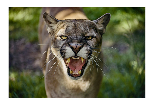 Close view of a hissing puma, or mountain lion, (Felis concolor). Melbourne Zoo, Victoria, Australia.