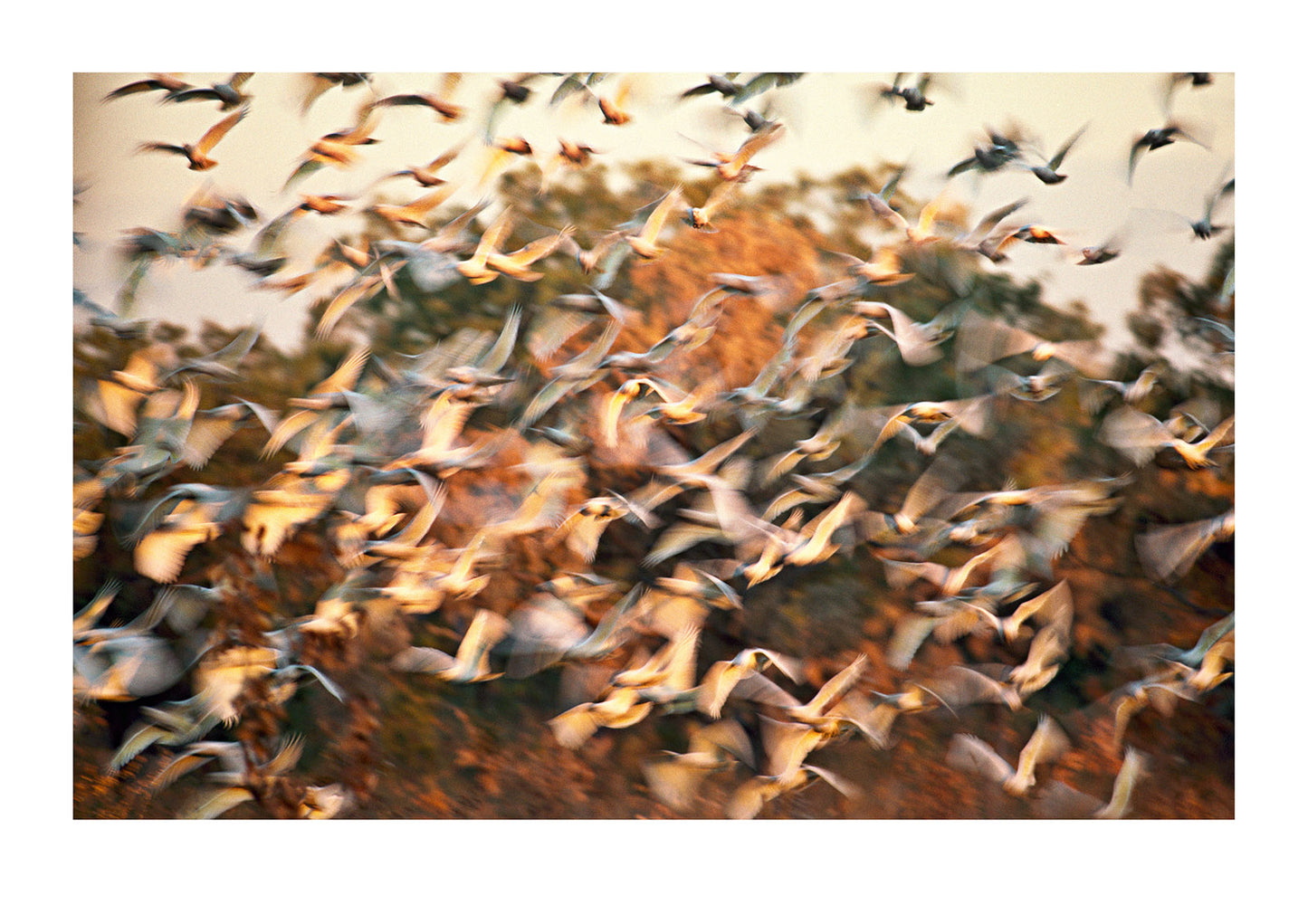 Throughout the vast arid regions of the Australian continent the chattering squawks of countless parrot species echo across the land. Few are louder or more Australian than the chorus of the Corella, especially at dawn and sunset when the desert air is cooler. They gather in enormous flocks and sweep across the terrain in the fading outback light. Western Australia.