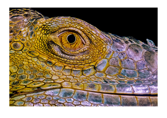 A close view of the eye of a green iguana. Victoria, Australia.