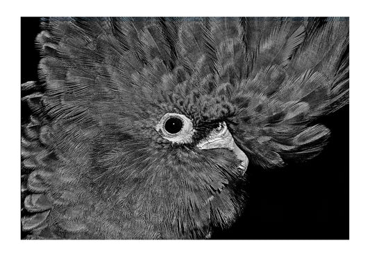 The ruffled crest feathers on the head of a red-tailed black cockatoo. Victoria, Australia.