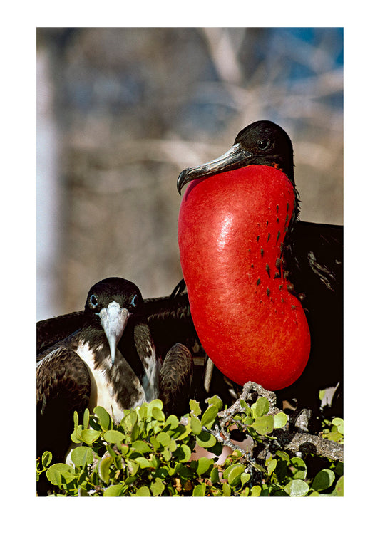 A magnificent frigatebird inflates his gularsac after mating. North Seymour Island, Galapagos Islands, Ecuador.