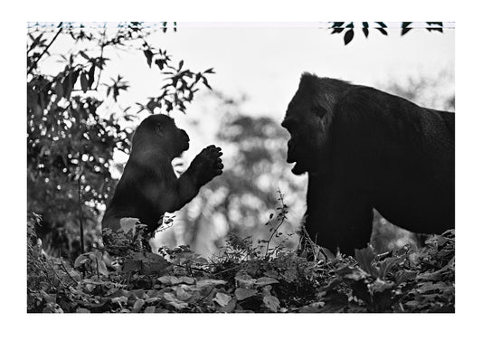 A silverback western lowland gorilla plays with an infant. Zoological Board of Victoria, Victoria, Australia.