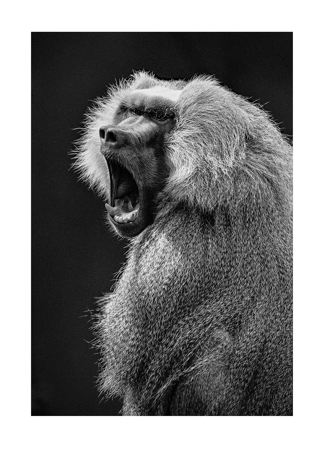 Sacred also known as a Hamadryas baboon yawning. Melbourne Zoo, Victoria, Australia.