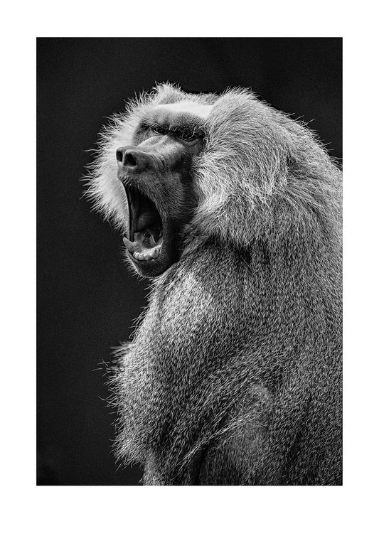 Sacred also known as a Hamadryas baboon yawning. Melbourne Zoo, Victoria, Australia.