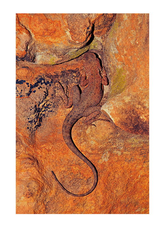 A Rusty Crevice Dragon absorbing heat from desert sandstone. It was night, the desert as dark as a crypt. A solid days hiking and an escarpment to descend. My hiking partner emerges out of the ether to tell me there’s a dragon warming itself on the red sandstone further down the trail. I’m happy, they stomp off after showing me where it is. I can hear a cursing in the night and then the word ‘photographer’... I call back, “Let me know if you find anything else!”